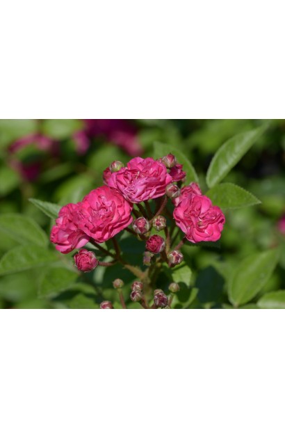 Троянда рожева Дінкі 